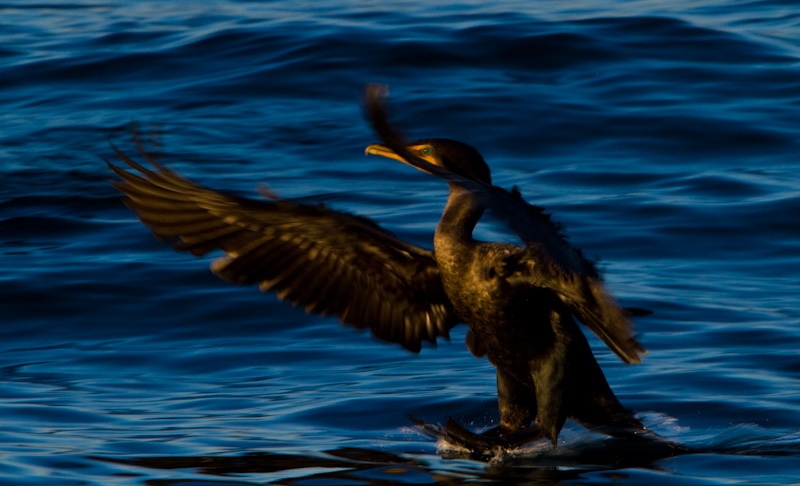Double-Crested Cormorant Landing On Water